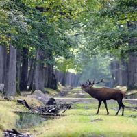 Séminaire Brame du Cerf